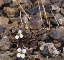 Cardamine serpentina. Plant with rosette leaves, flowers and old inflorescences.
 Image: P.B. Heenan © Landcare Research 2019 CC BY 3.0 NZ